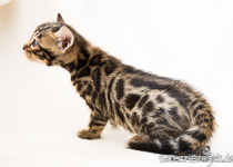 Bengalkatzen Zucht